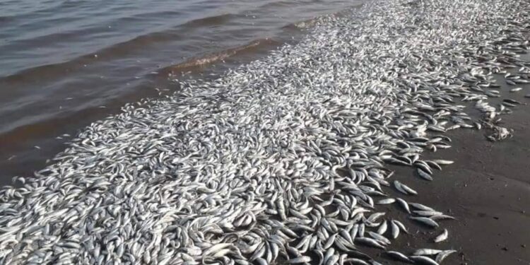 نفوق اعداد ضخمة من الاسماك في ساحل أبين بسبب صب سفن أجنبية مواد سامة